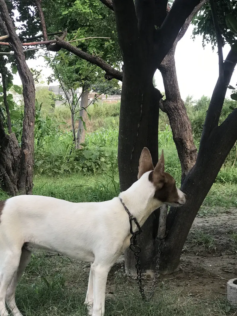 Gultair dog for sale — photo 2