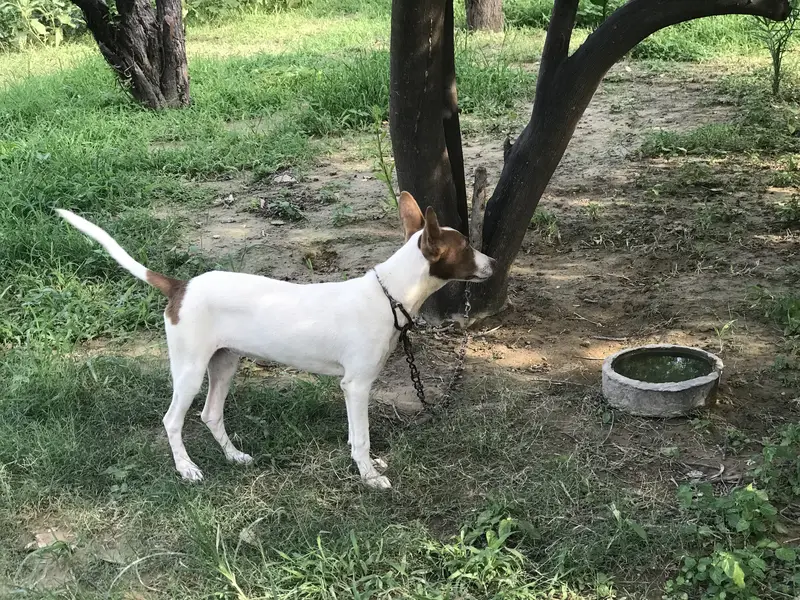 Gultair dog for sale — photo 3