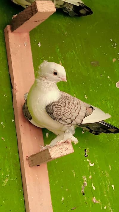 German Tie Pigeon
