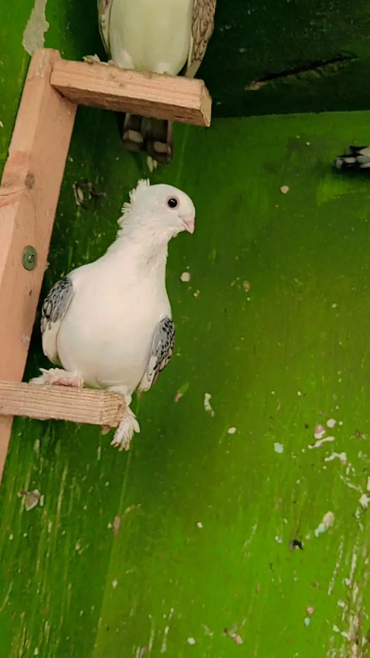 German Tie Pigeon — photo 2