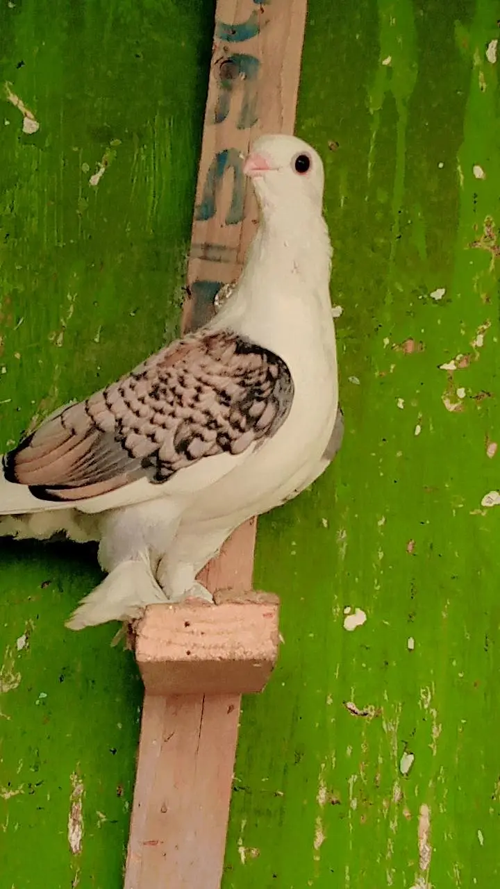 German Tie Pigeon — photo 4