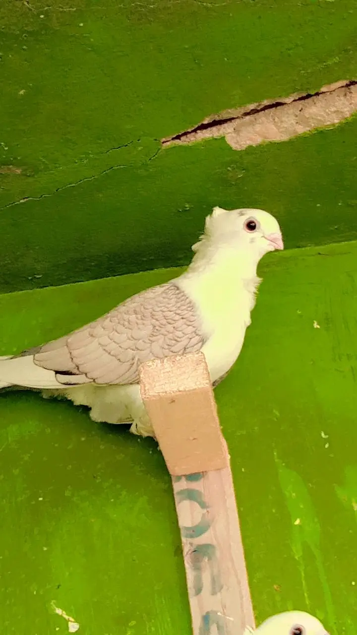 German Tie Pigeon — photo 5
