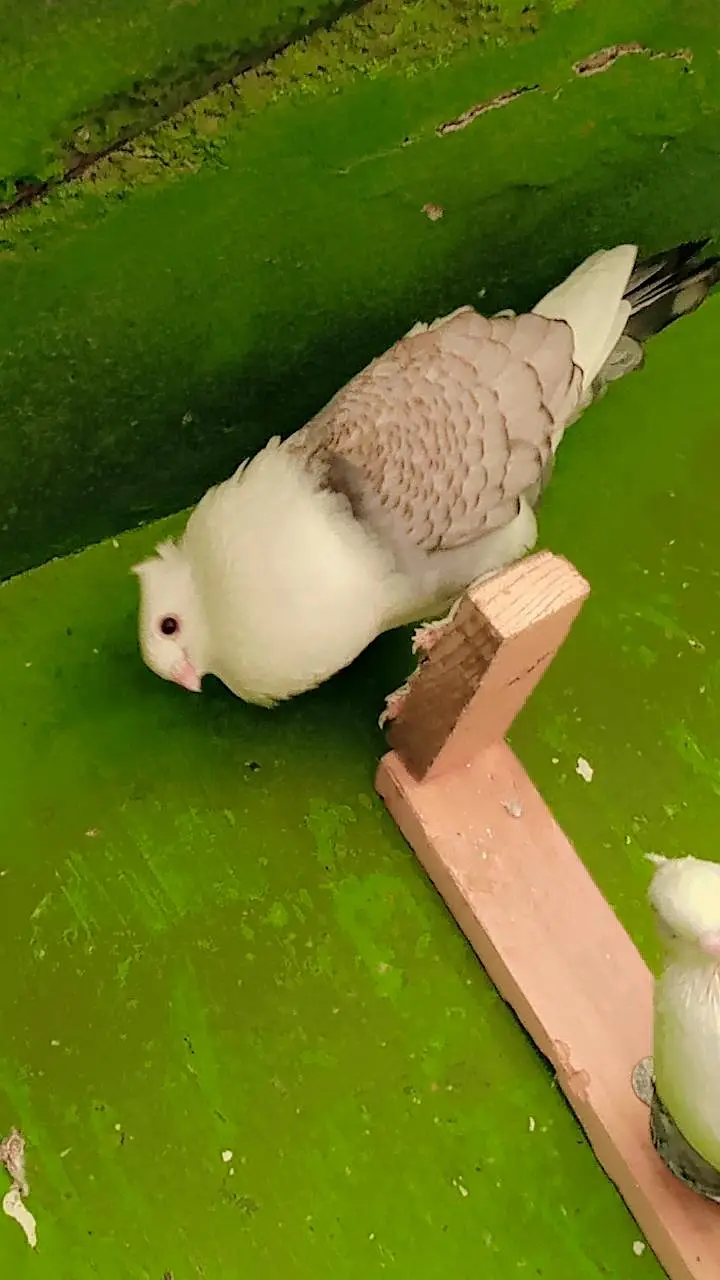 German Tie Pigeon — photo 6