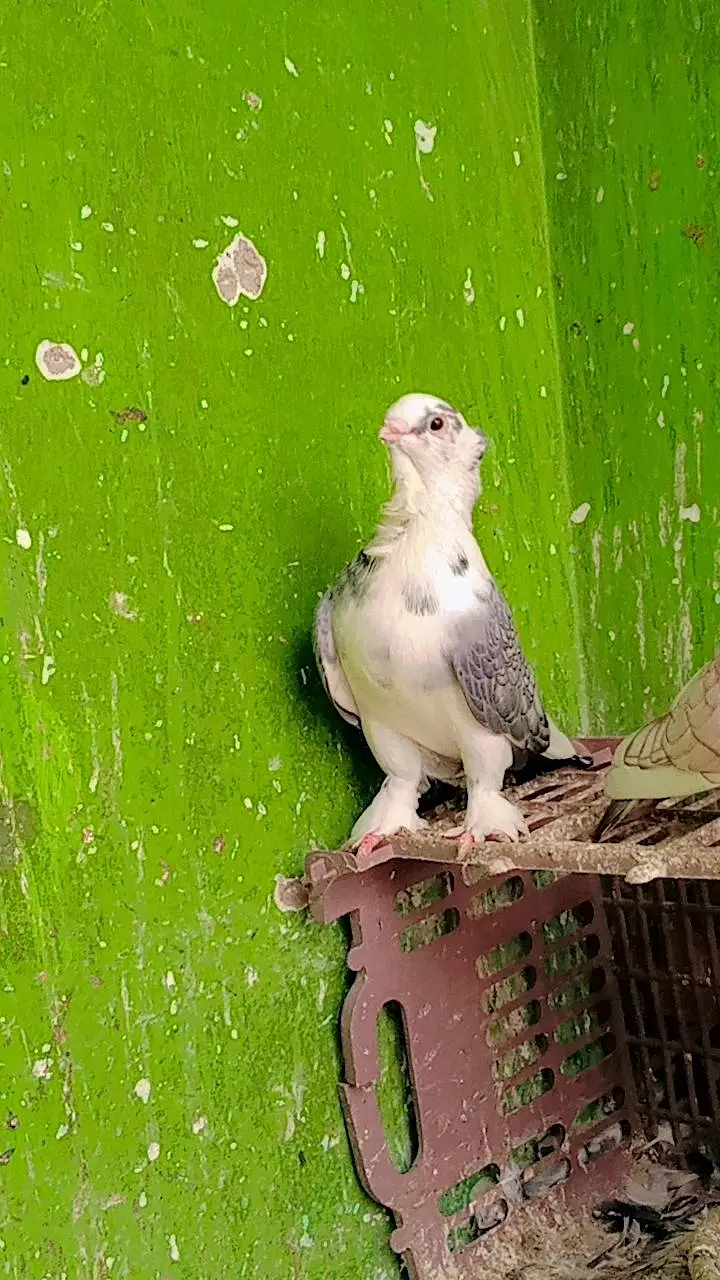 German Tie Pigeon — photo 7