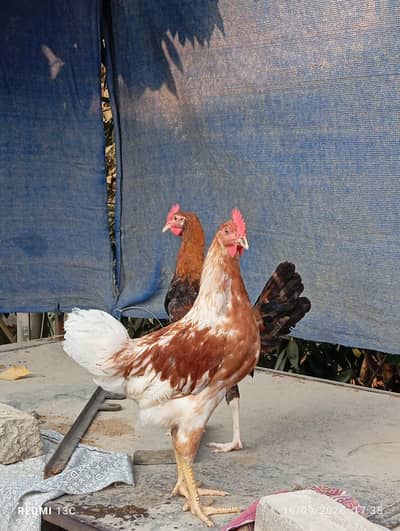 2 patthe available