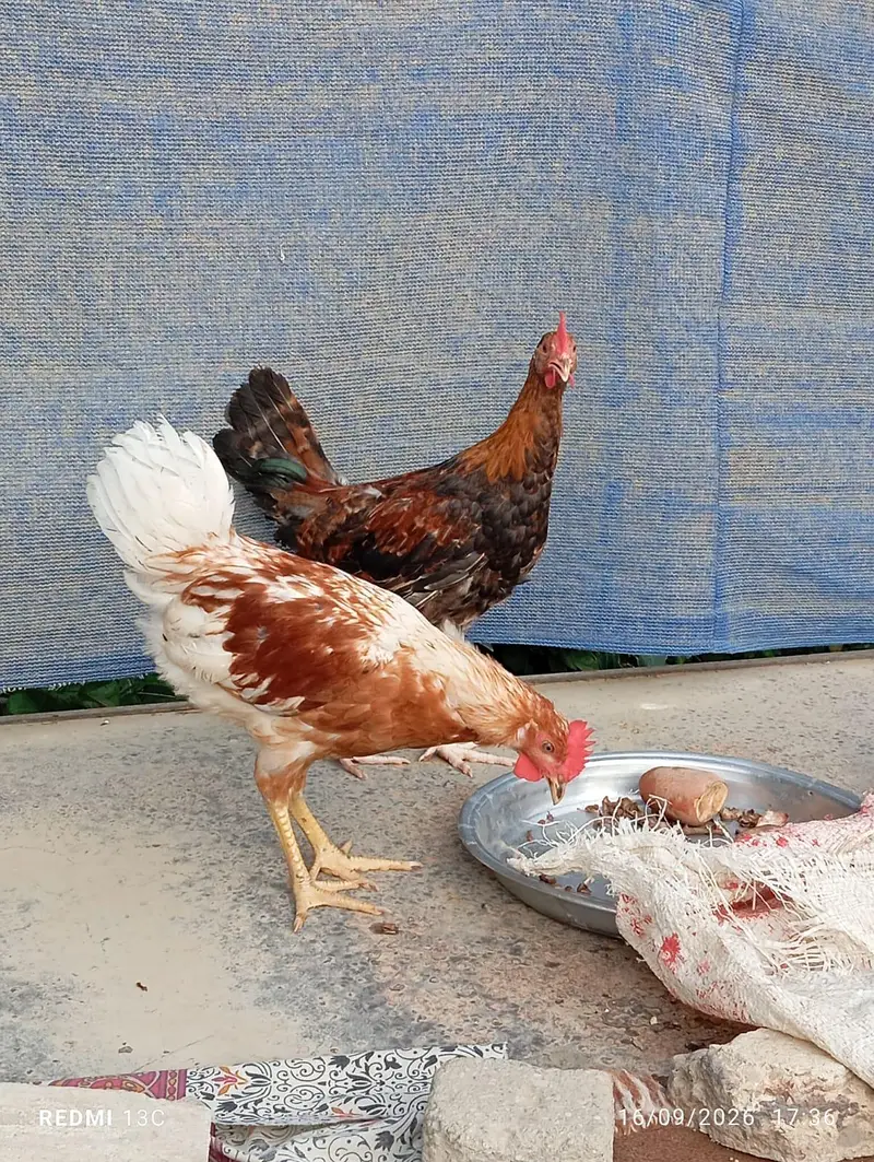 2 patthe available — photo 2