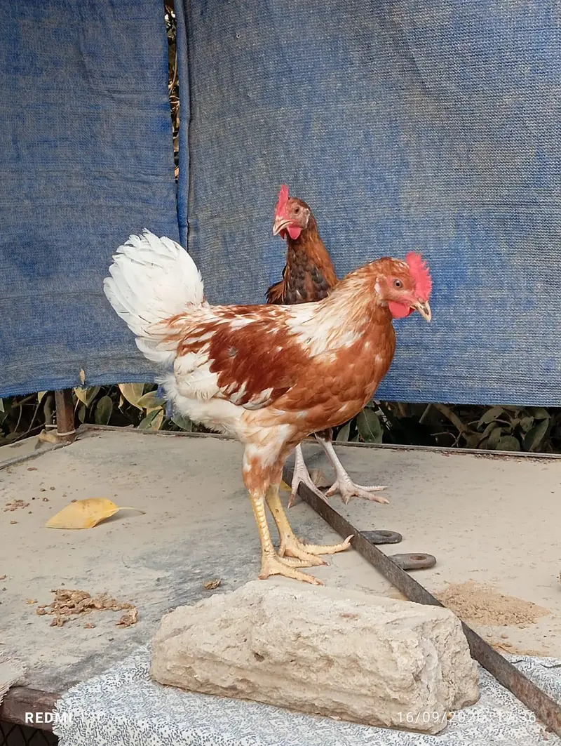 2 patthe available — photo 3