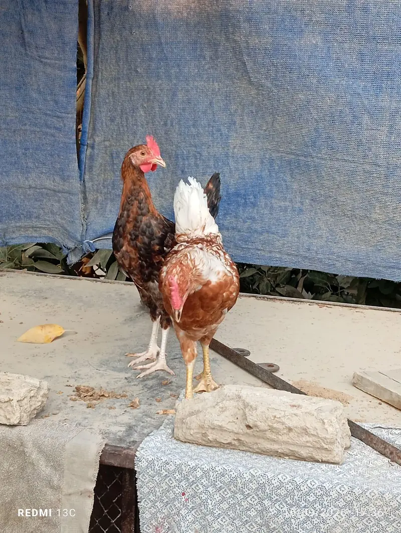 2 patthe available — photo 4