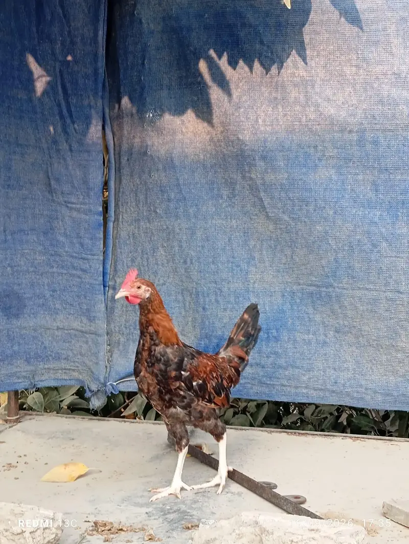 2 patthe available — photo 5