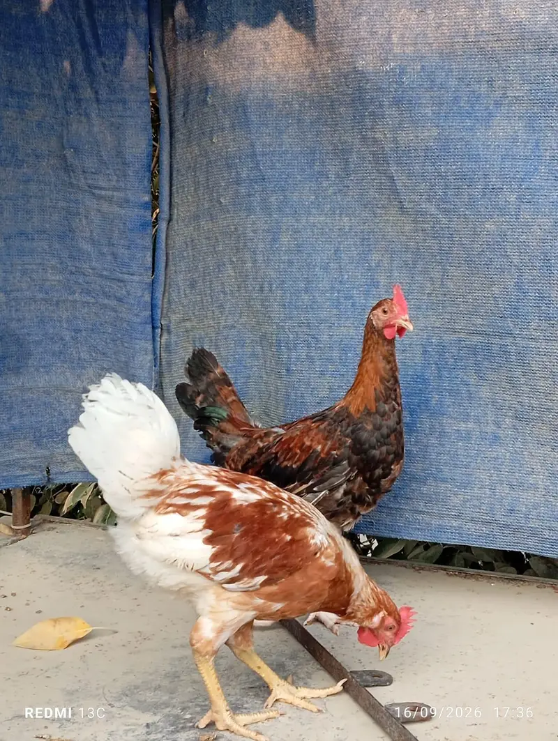 2 patthe available — photo 6