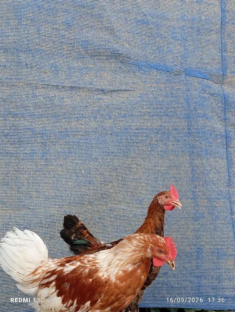 2 patthe available — photo 7