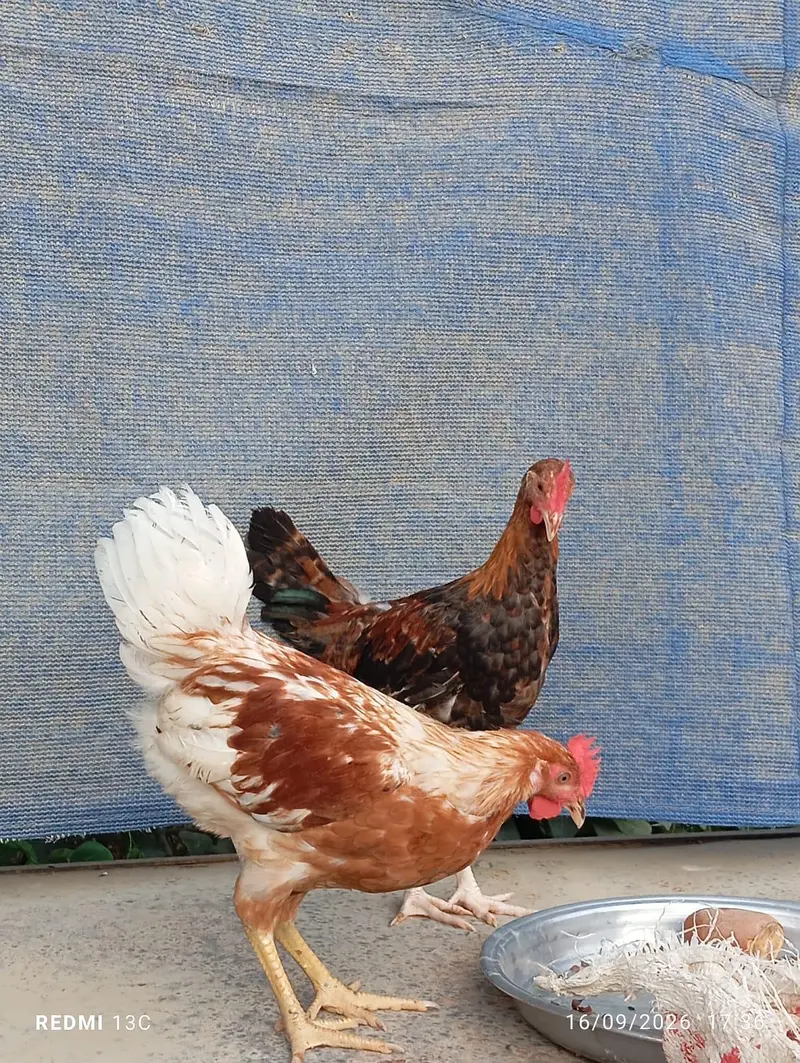 2 patthe available — photo 8