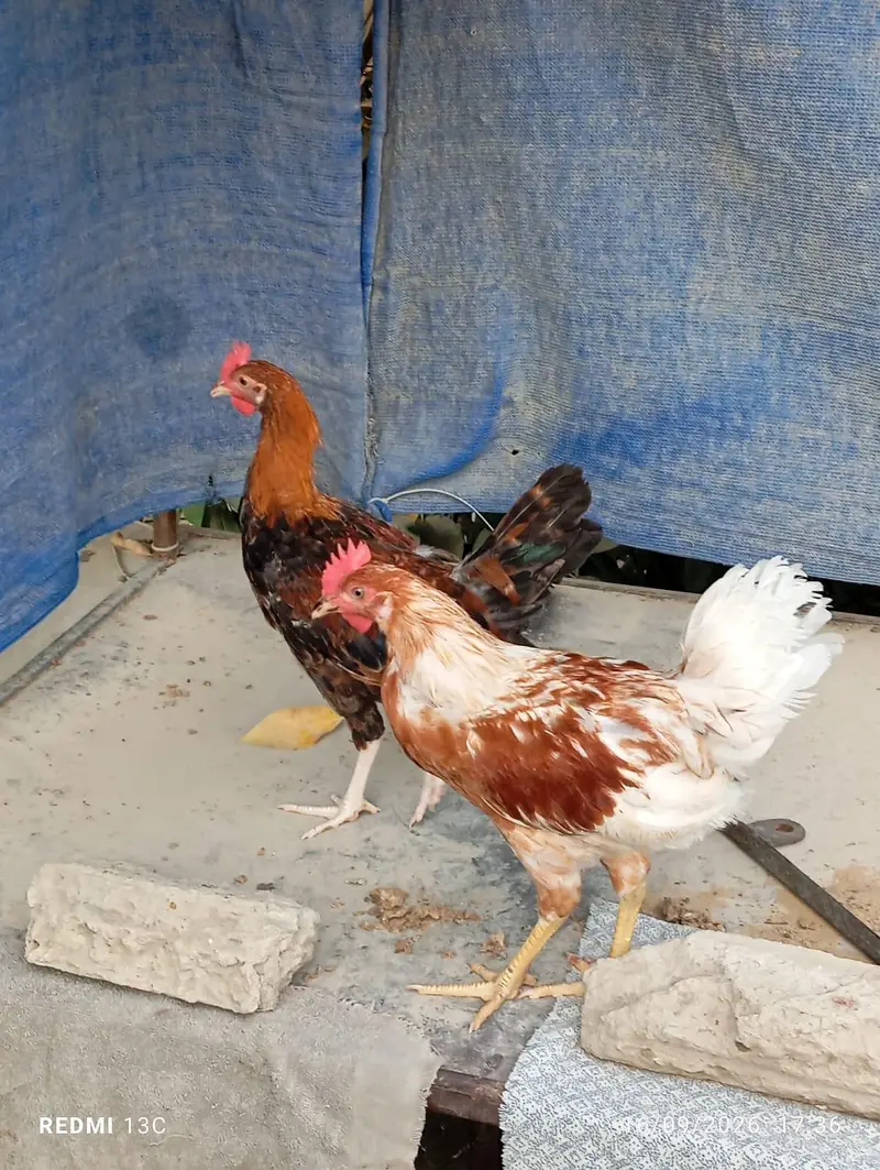 2 patthe available — photo 9
