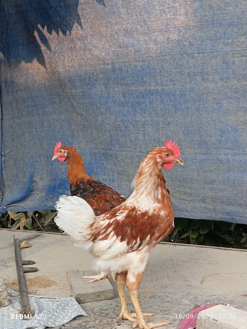 2 patthe available — photo 10