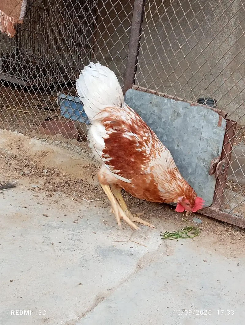 2 patthe available — photo 11