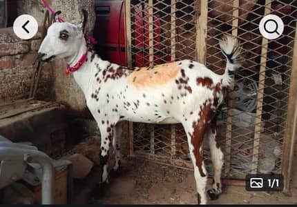 Bhai ye Bakra malang lekin niyaz or ghost k lye bhot acha hai