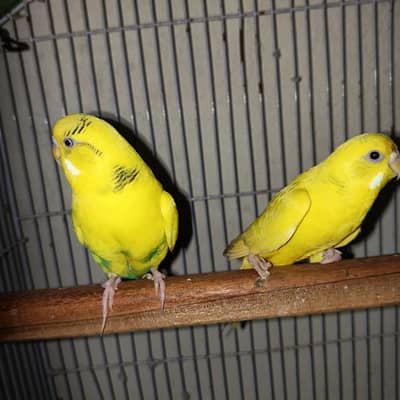 breeder pair with cage healthy and active