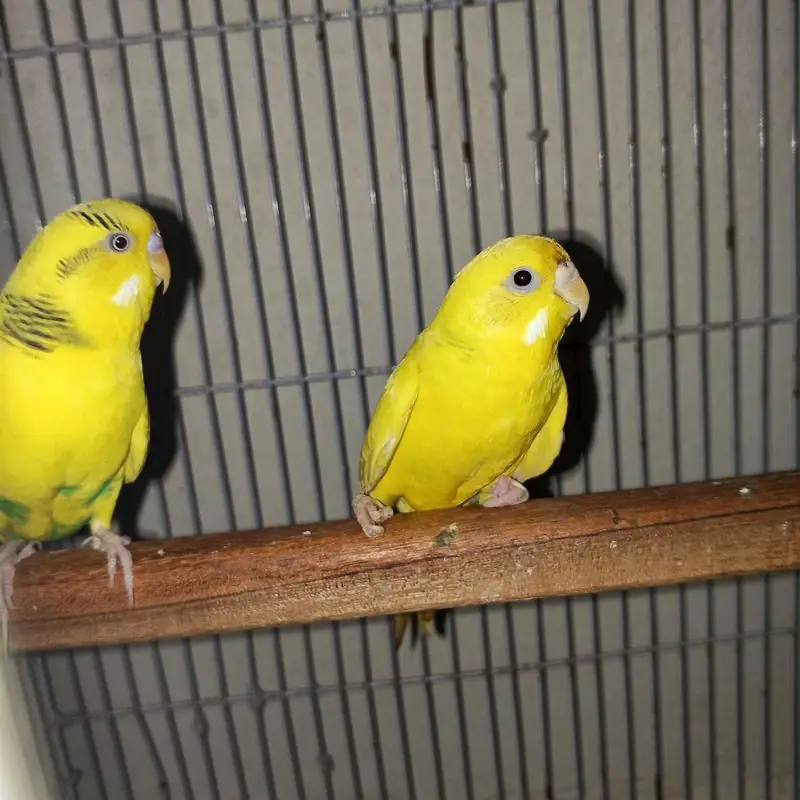 breeder pair with cage healthy and active — photo 2