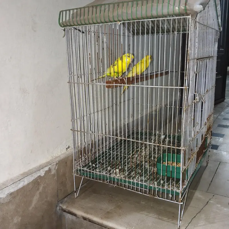 breeder pair with cage healthy and active — photo 3