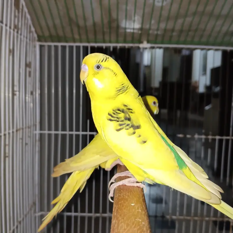 breeder pair with cage healthy and active — photo 4