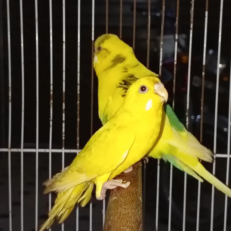 breeder pair with cage healthy and active — photo 5