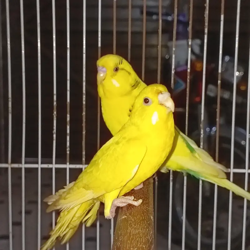breeder pair with cage healthy and active — photo 6