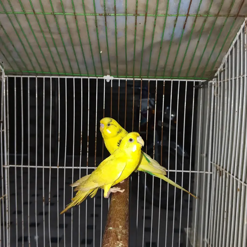 breeder pair with cage healthy and active — photo 7