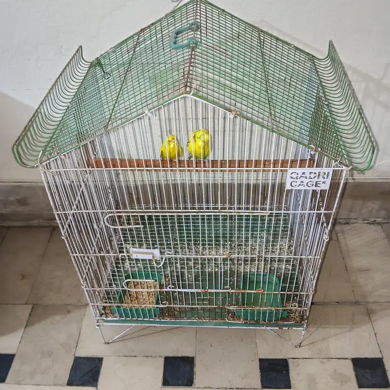 breeder pair with cage healthy and active — photo 8