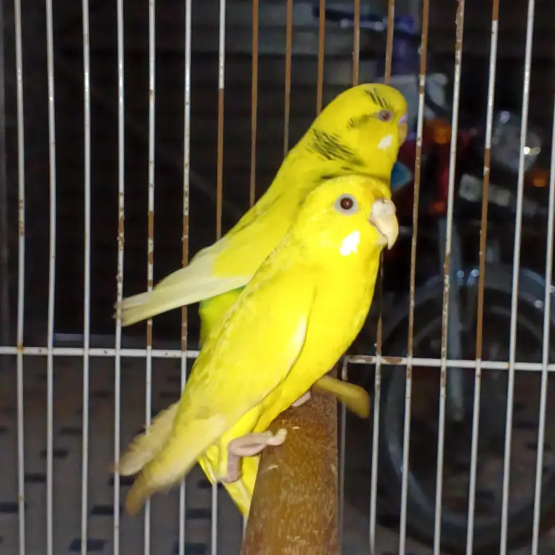 breeder pair with cage healthy and active — photo 9