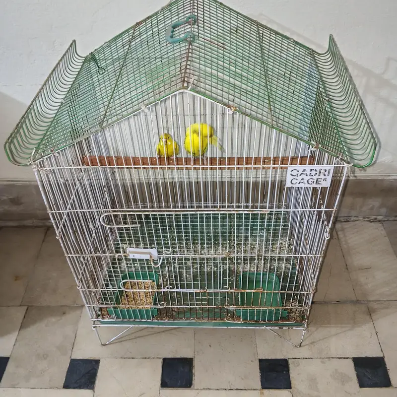 breeder pair with cage healthy and active — photo 10