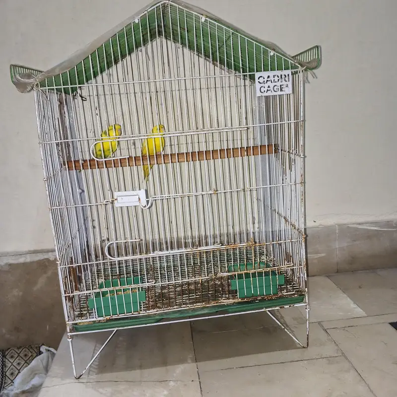 breeder pair with cage healthy and active — photo 11