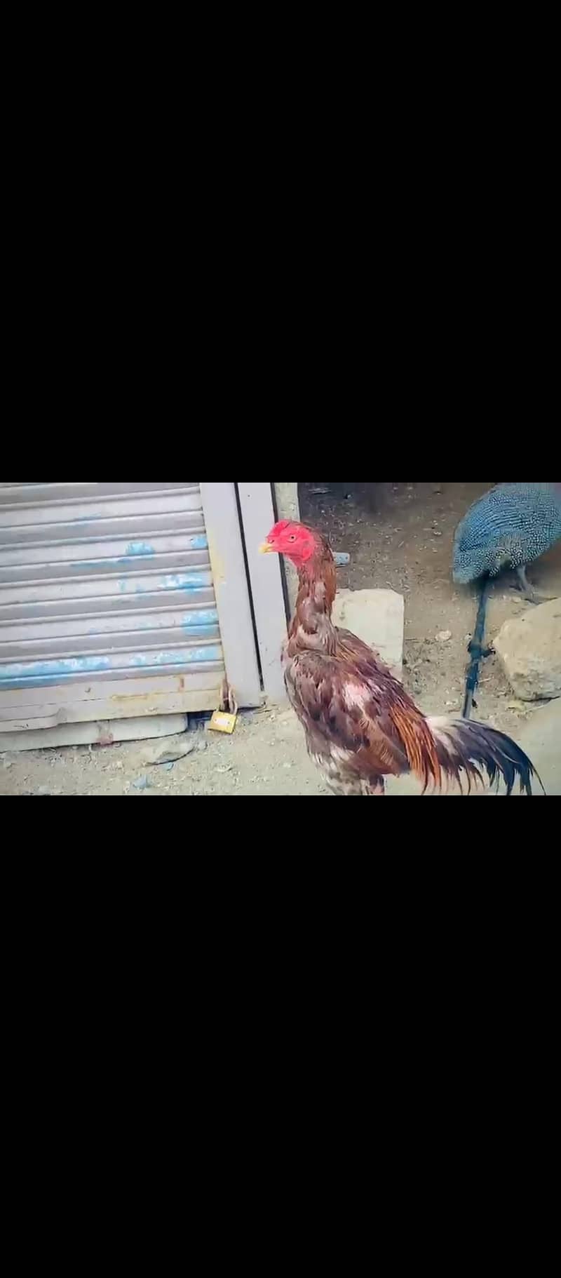 Aseel Murga 0
