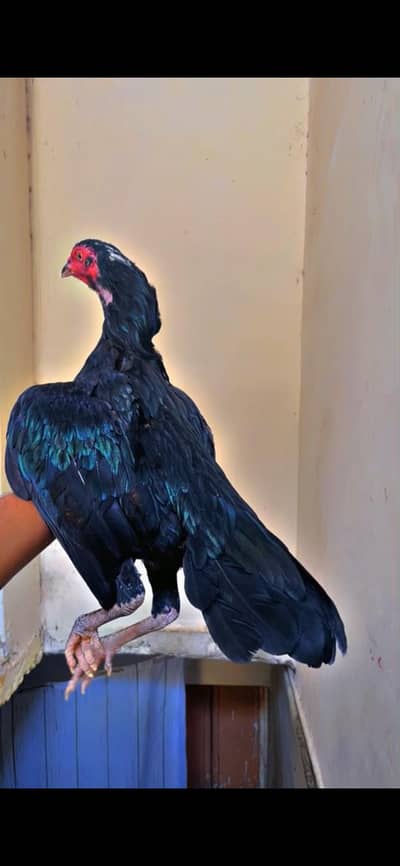 mushki lasani female for sale white eyes blue ring flower tail ha