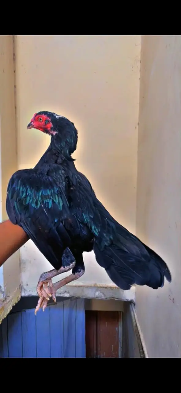 mushki lasani female for sale white eyes blue ring flower tail ha — photo 2