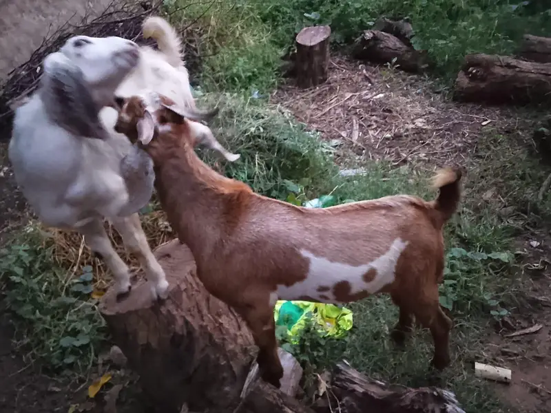 best for qurbani — photo 2