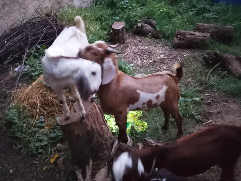 best for qurbani — photo 3