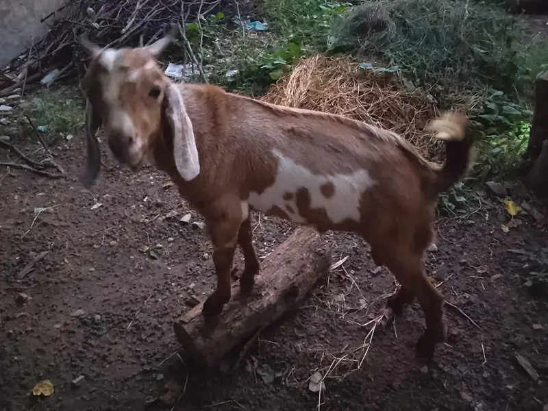 best for qurbani — photo 4