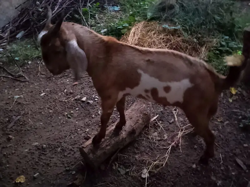 best for qurbani — photo 5