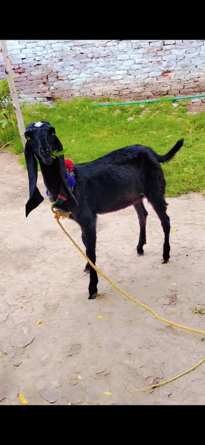 Bakri |amratsri  |sheep |Goat |  Beetal