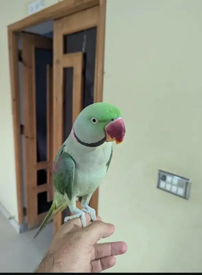 Kashmiri raw parrot for sale and time vice train vaccine mukammal — photo 3
