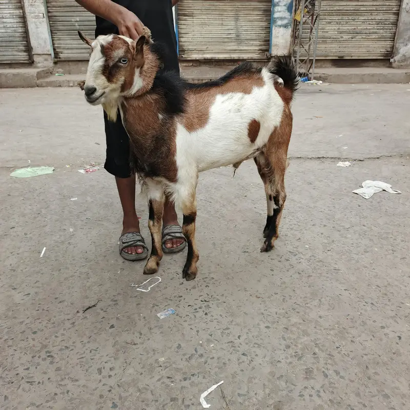 Teda barbara bakra goat — photo 6
