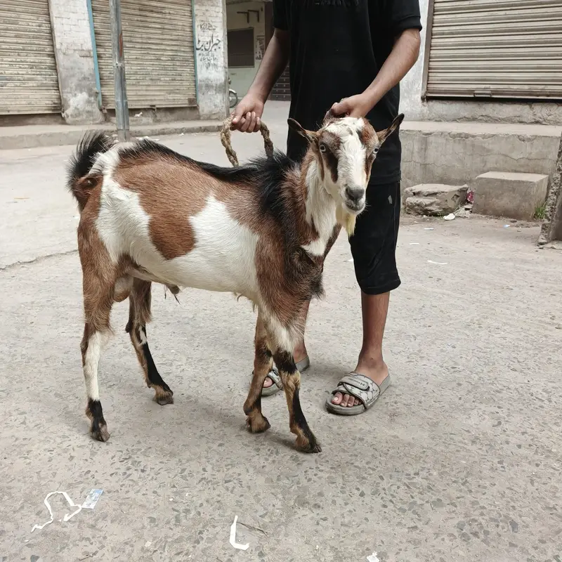 Teda barbara bakra goat — photo 7