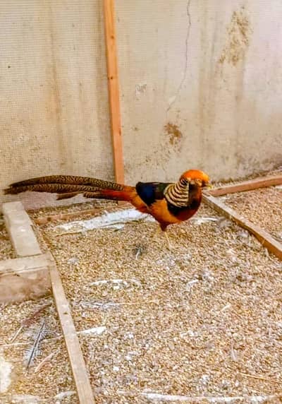 Top Quality Red Golden Breeder Pair Available For Sale