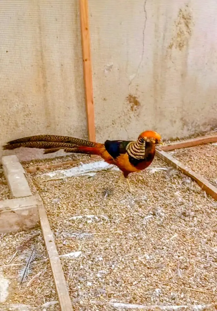 Top Quality Red Golden Breeder Pair Available For Sale