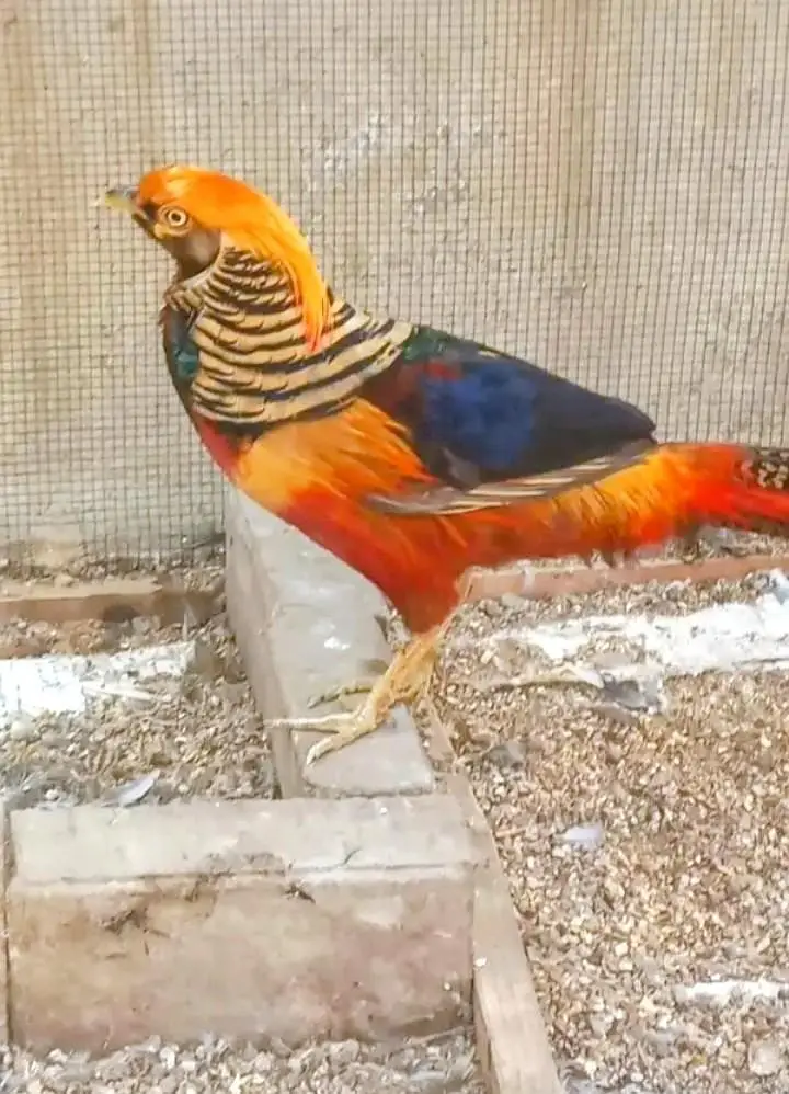 Top Quality Red Golden Breeder Pair Available For Sale — photo 2