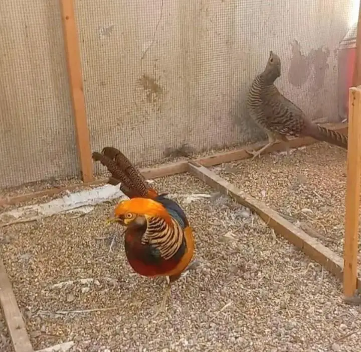 Top Quality Red Golden Breeder Pair Available For Sale — photo 3