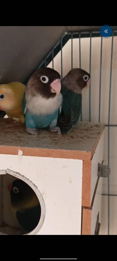 Fisher Pair