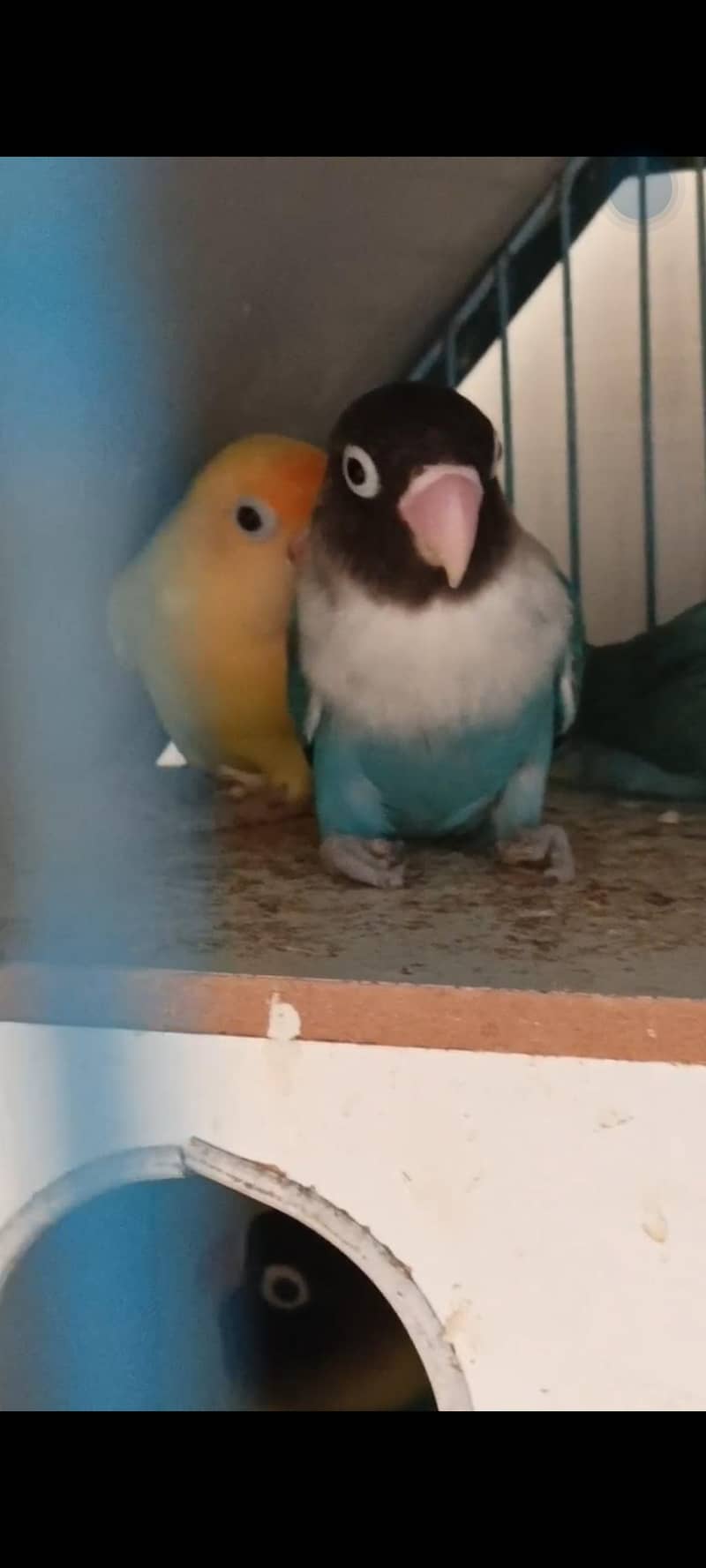 Fisher Pair 3