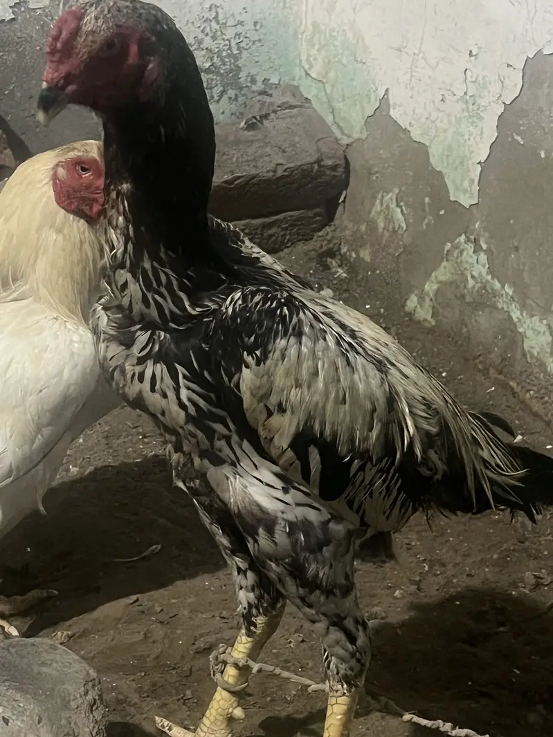 Pure Aseel  shamo for sale — photo 2