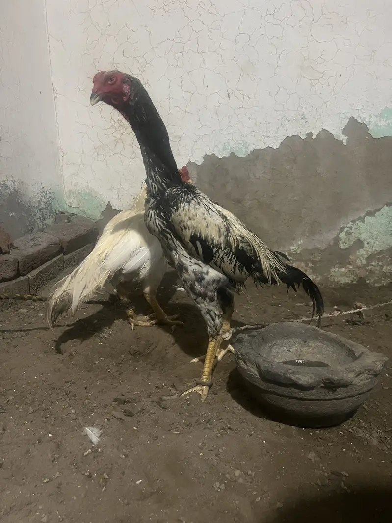 Pure Aseel  shamo for sale — photo 4